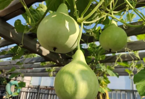 入户门葫芦挂在门内还是门外(入户门对卧室门挂葫芦) 入户门葫芦挂在门内还是门外(入户门对卧室门挂葫芦)