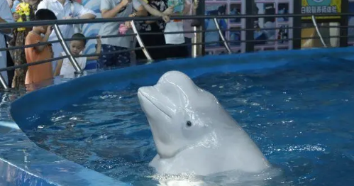 武汉海昌极地公园免费门票能玩哪些项目(武汉海昌极地公园游玩攻略)