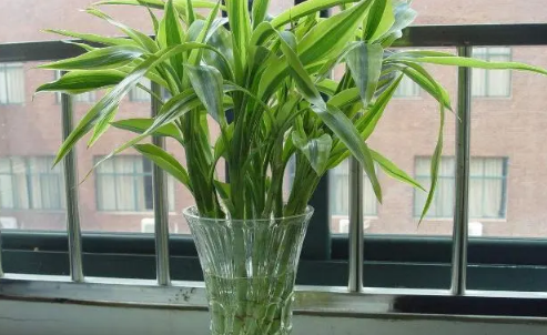 富贵竹怎么水养才旺盛(富贵竹怎么土养才旺盛) 富贵竹怎么水养才旺盛(富贵竹怎么土养才旺盛)