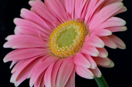 雏菊放在卧室好吗(雏菊放在客厅好吗)