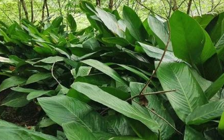 粽子叶是什么植物的叶子(南方粽子叶是什么植物的叶子)