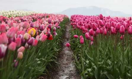 郁金香好养活吗(郁金香好养活吗冬天)