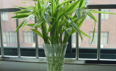 富贵竹水养多久能生根(富贵竹水养多久长根) 富贵竹水养多久能生根(富贵竹水养多久长根)