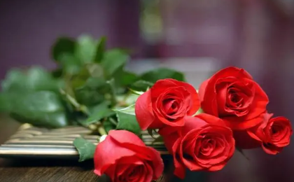 玫瑰花好养活吗(玫瑰花怎么能养活)