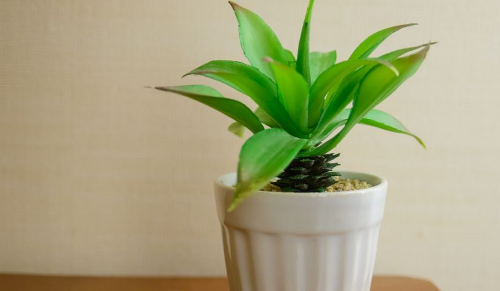 富贵竹水养多久能生根(富贵竹水养多久长根) 富贵竹水养多久能生根(富贵竹水养多久长根)