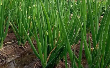 大葱能培育出葱黄吗(大葱能培育出葱黄吗蚂蚁) 大葱能培育出葱黄吗(大葱能培育出葱黄吗蚂蚁)