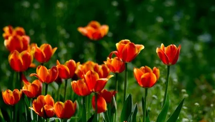 郁金香来年复花的几率真的很小吗(原生郁金香第二年能复花吗) 郁金香来年复花的几率真的很小吗(原生郁金香第二年能复花吗)