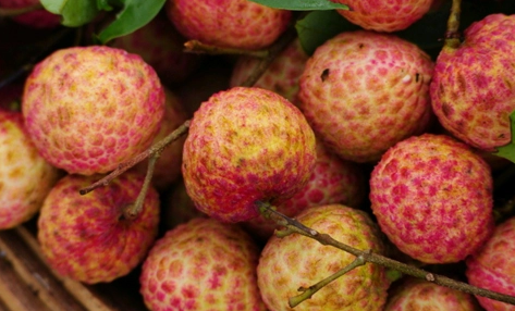 妃子笑荔枝是绿色还是红色(妃子笑荔枝全红) 妃子笑荔枝是绿色还是红色(妃子笑荔枝全红)