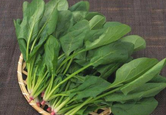 菠菜种植为什么要浸种(种植菠菜种子要不要用水浸泡)