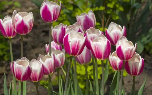 郁金香好养活吗(郁金香好养活吗冬天)