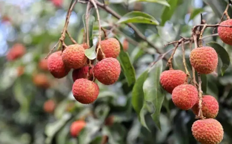 妃子笑荔枝绿色会变红吗(妃子笑荔枝全红)