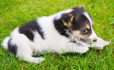 修勾是什么意思(郭语)