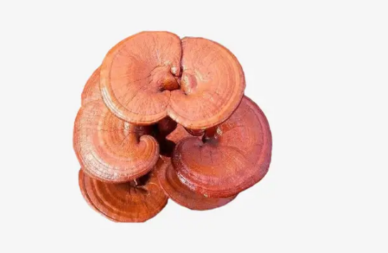 灵芝的正确吃法与用量与禁忌(灵芝的吃法及禁忌人群灵芝吃法) 灵芝的正确吃法与用量与禁忌(灵芝的吃法及禁忌人群灵芝吃法)