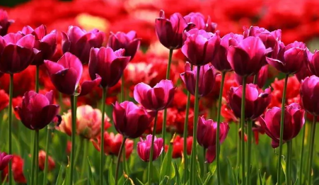 郁金香来年复花的几率真的很小吗(原生郁金香第二年能复花吗) 郁金香来年复花的几率真的很小吗(原生郁金香第二年能复花吗)