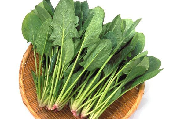 菠菜种植为什么要浸种(种植菠菜种子要不要用水浸泡)