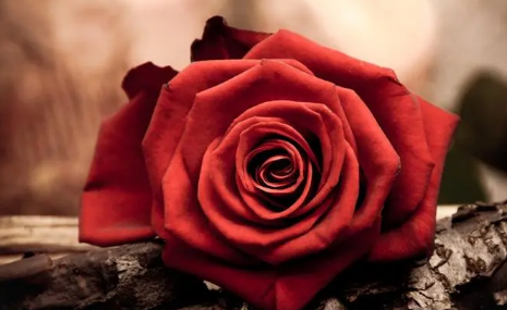 玫瑰花好养活吗(玫瑰花怎么能养活)