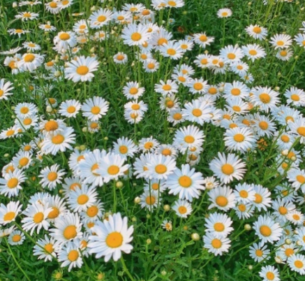 小雏菊夏天开花吗(小雏菊什么季节开花) 小雏菊夏天开花吗(小雏菊什么季节开花)