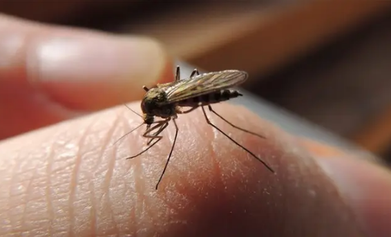 为什么一开灯蚊子就不见了(打开灯蚊子就不见了)