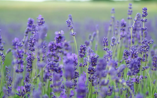 薰衣草的作用和功效(薰衣草有何功效)