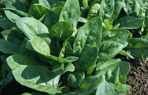 菠菜种植为什么要浸种(种植菠菜种子要不要用水浸泡)