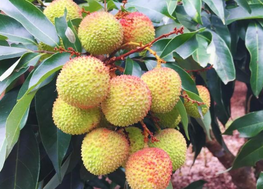 妃子笑荔枝核大还是小(妃子笑的核是大还是小)