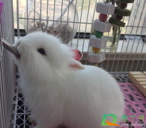 兔子可以喝水吗(一个多月的兔子可以喝水吗) 兔子可以喝水吗(一个多月的兔子可以喝水吗)