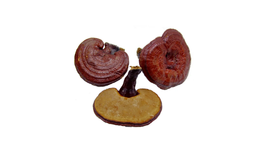 灵芝的正确吃法与用量与禁忌(灵芝的吃法及禁忌人群灵芝吃法)