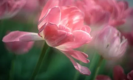 郁金香好养活吗(郁金香好养活吗冬天)