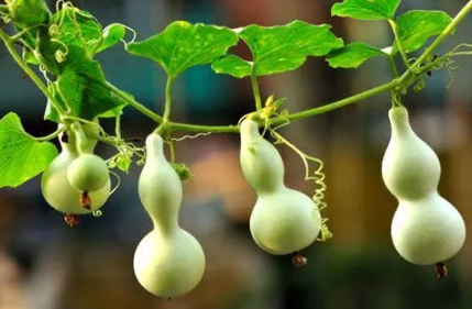 入户门里面挂葫芦挂左边还是右边(入户门两侧挂葫芦好还是一侧挂好)