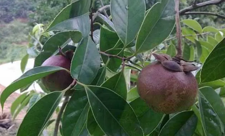 山竹树在北方能结果吗(山竹树北方能栽吗)