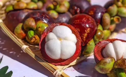 山竹一年结几次果(山竹几年开花结果一次)