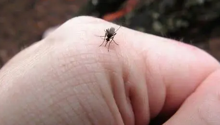 蚊子咬了消肿慢是什么原因(被蚊子咬了很快就消肿了的人的体质)