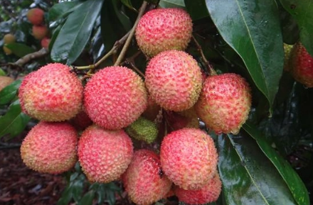 妃子笑荔枝是绿色还是红色(妃子笑荔枝全红)