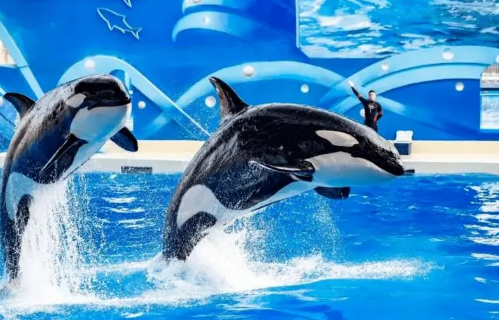 武汉海昌极地海洋世界夜场好玩吗(武汉海昌极地海洋世界旁边有其他好玩的吗)