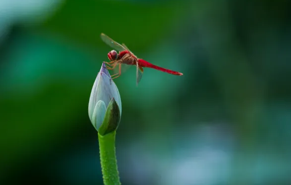 2022年初伏是7月几号(2022年三伏天是几月几号) 2022年初伏是7月几号(2022年三伏天是几月几号)
