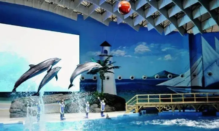 武汉海昌极地海洋世界夜场可以现场买票吗(武汉极地海洋世界有夜场吗)