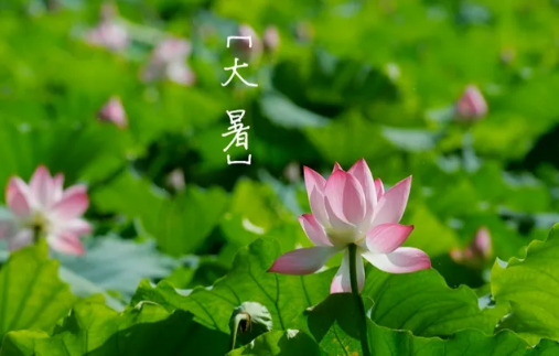 大暑节气到立秋节气中间还热吗(大暑节气过后是什么节气) 大暑节气到立秋节气中间还热吗(大暑节气过后是什么节气)