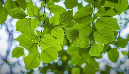 2022年6月有几个星期零几天(2022年六月一日是星期几)