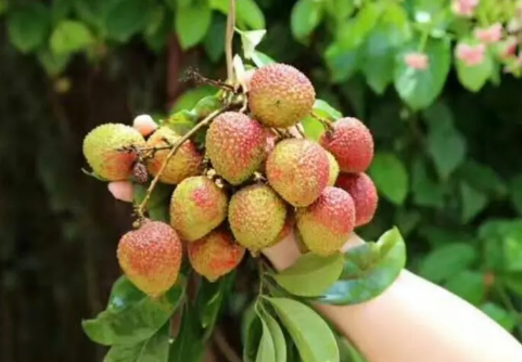 妃子笑荔枝是绿色还是红色(妃子笑荔枝全红) 妃子笑荔枝是绿色还是红色(妃子笑荔枝全红)