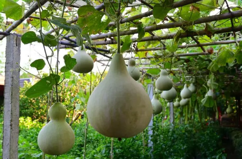 入户门葫芦挂在门内还是门外(入户门对卧室门挂葫芦)