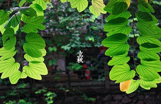 2022年立秋会下雨吗(2020年立冬下雨了吗)