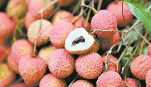 妃子笑荔枝种植几年才挂果(妃子笑荔枝几月份开花)