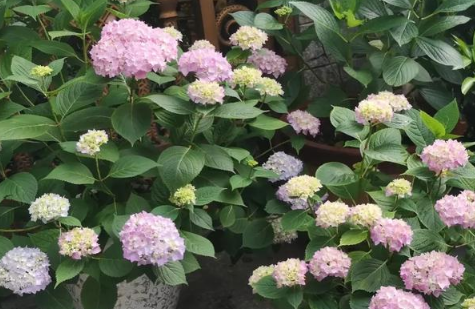 绣球花为什么不吉利(重瓣绣球花为什么不吉利)