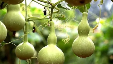 入户门里面挂葫芦挂左边还是右边(入户门两侧挂葫芦好还是一侧挂好)