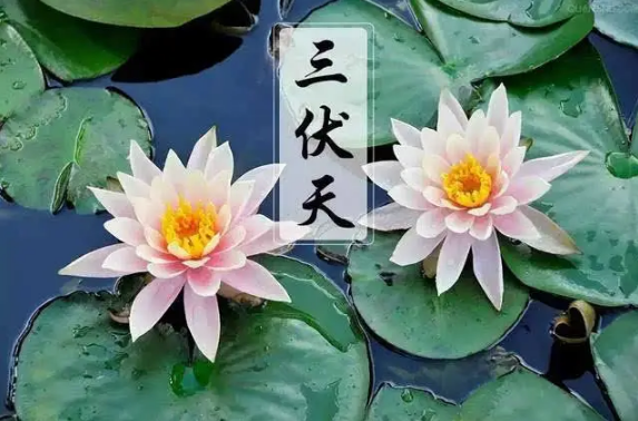 三伏天和秋老虎哪个更热(秋老虎是三伏天气的哪一伏)