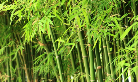 富贵竹怎么水养才旺盛(富贵竹怎么土养才旺盛)