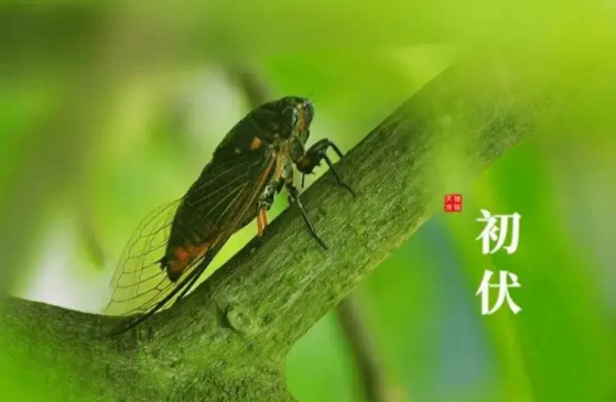 2022年初伏是7月几号(2022年三伏天是几月几号) 2022年初伏是7月几号(2022年三伏天是几月几号)