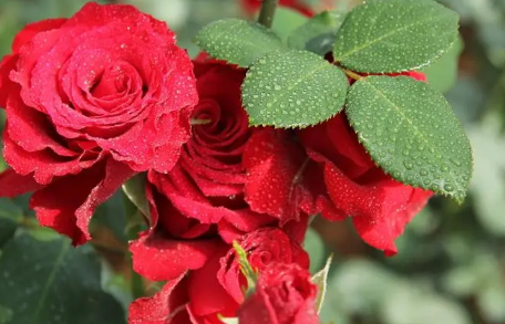 玫瑰花好养活吗(玫瑰花怎么能养活)