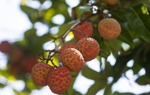 妃子笑荔枝多少钱一斤2022(妃子笑荔枝多少钱一箱)