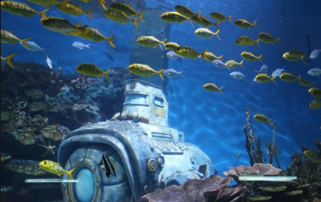 武汉海昌极地海洋世界夜场可以现场买票吗(武汉极地海洋世界有夜场吗)